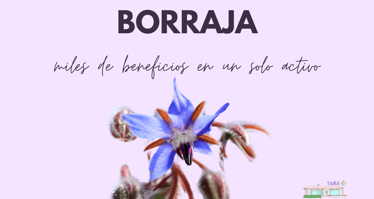 Borraja, miles de beneficios en 1 solo activo