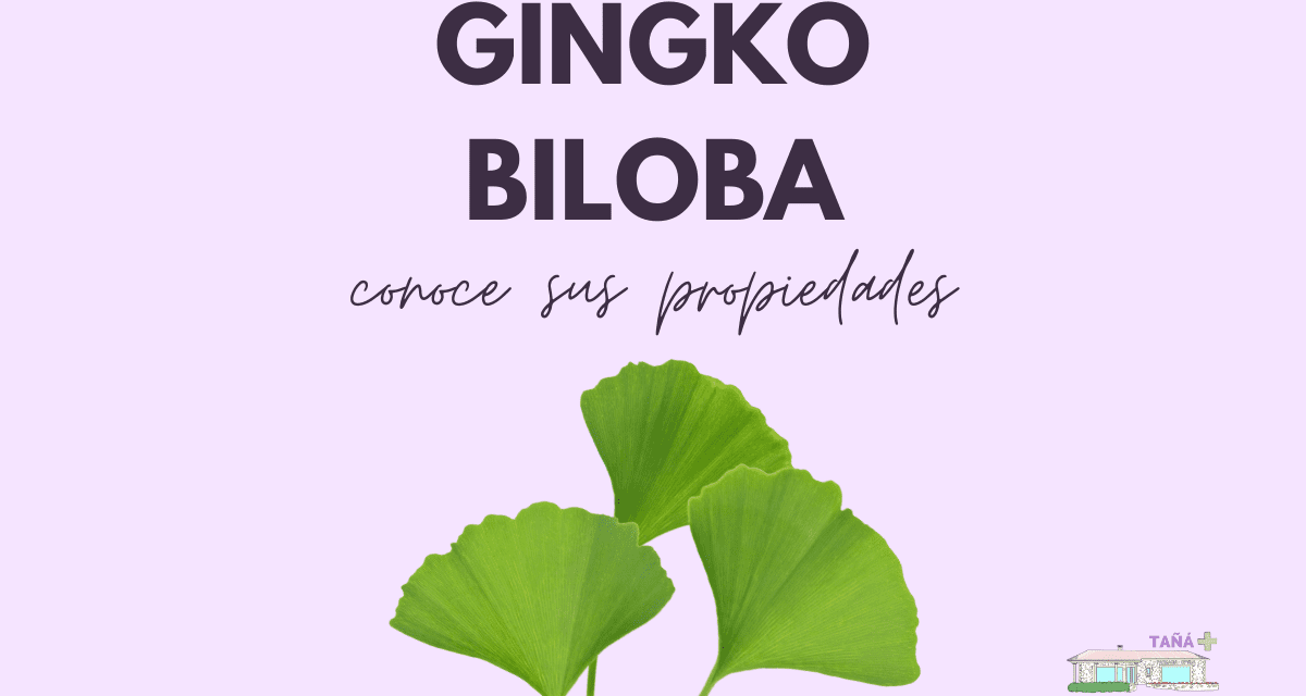 Ginkgo Biloba, utilizada desde hace 2000 años por sus propiedades medicinales