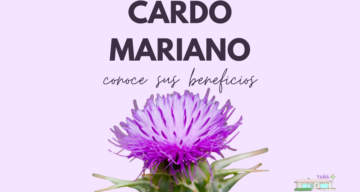 Cardo Mariano: explorando sus beneficios