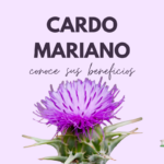 Cardo Mariano: explorando sus beneficios