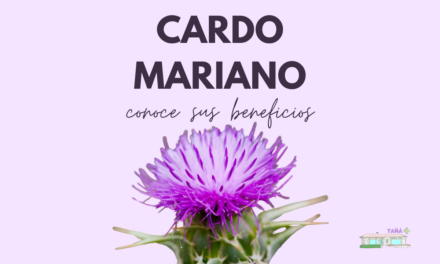 Cardo Mariano: explorando sus beneficios