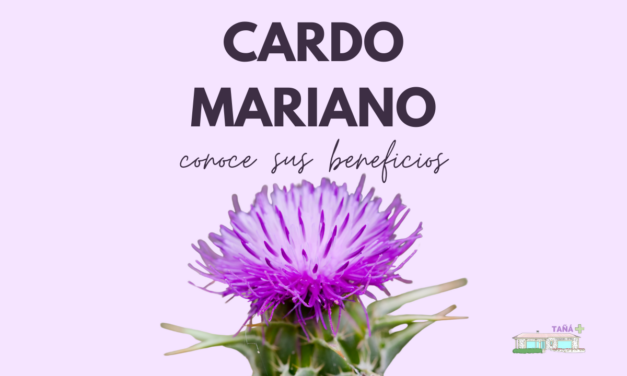 Cardo Mariano: explorando sus beneficios