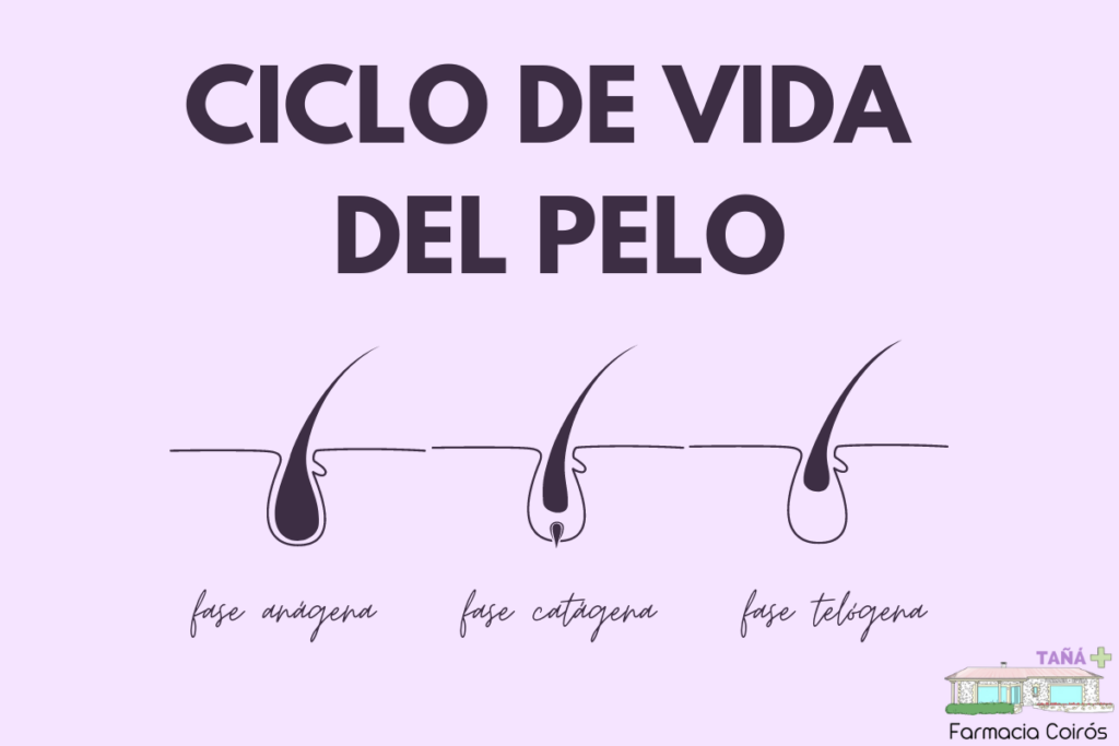 Ciclo de vida del cabello por fases. Caída del pelo