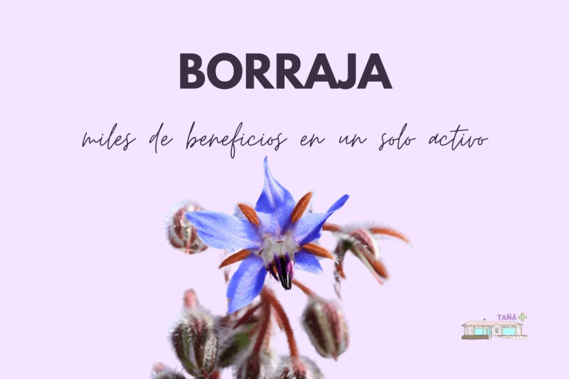borraja