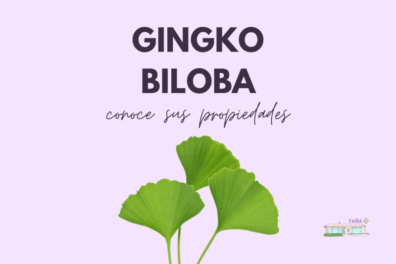 GINGKO BILOBA