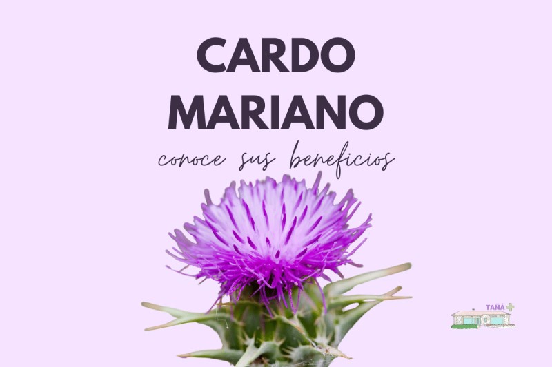 CARDO MARIANO